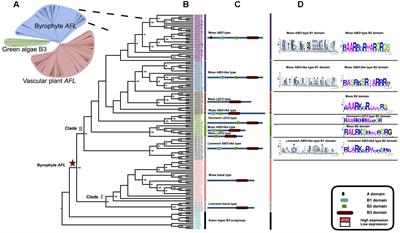 Evolutionary Analysis of the LAFL Genes Involved in the Land Plant Seed Maturation Program